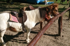 poni1