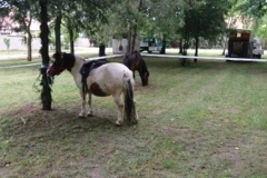 poni3