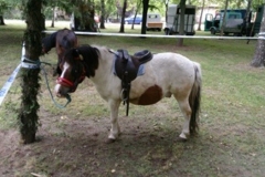poni4
