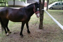poni5